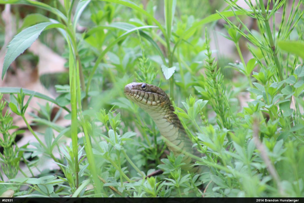 Northern Watersnake