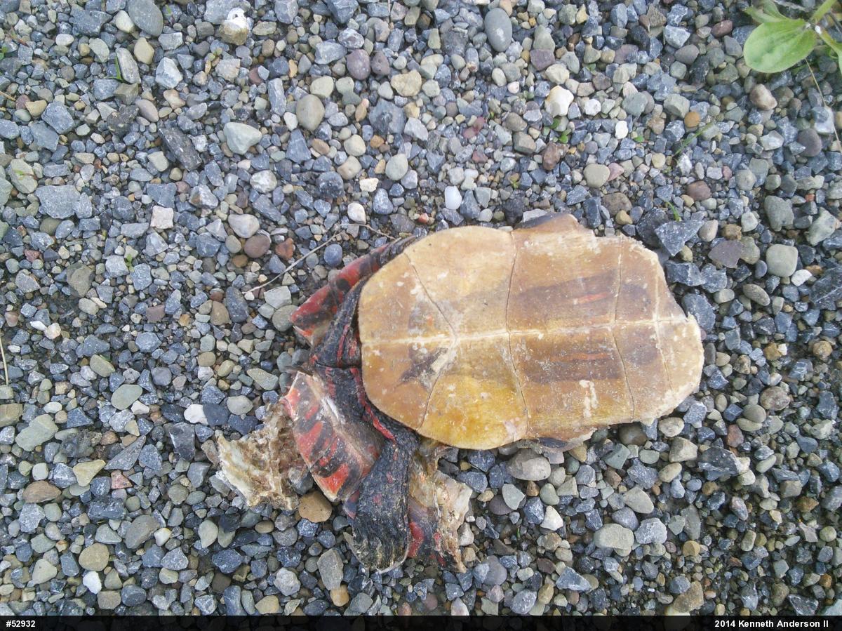 Midland Painted Turtle