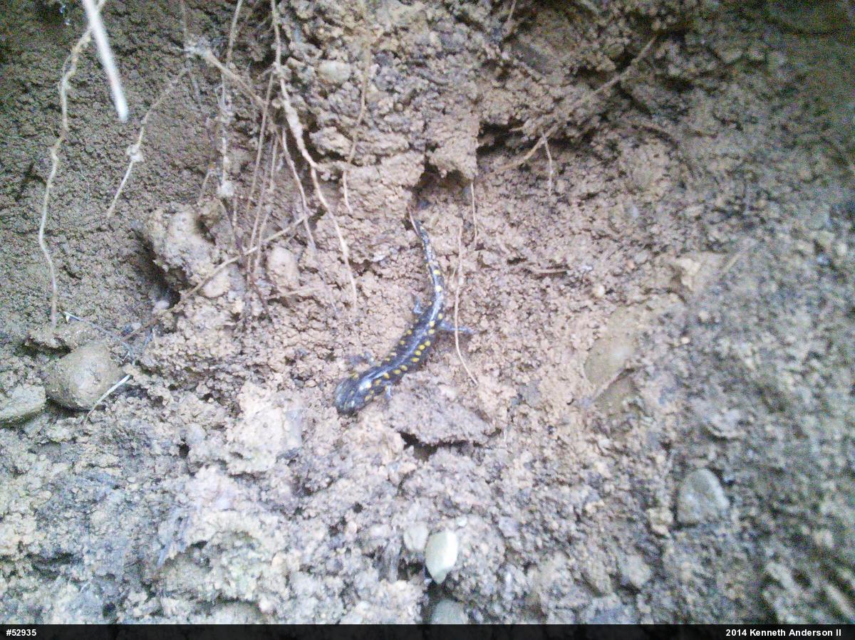 Spotted Salamander