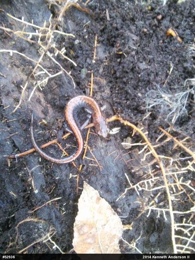 Eastern Red-backed  Salamander