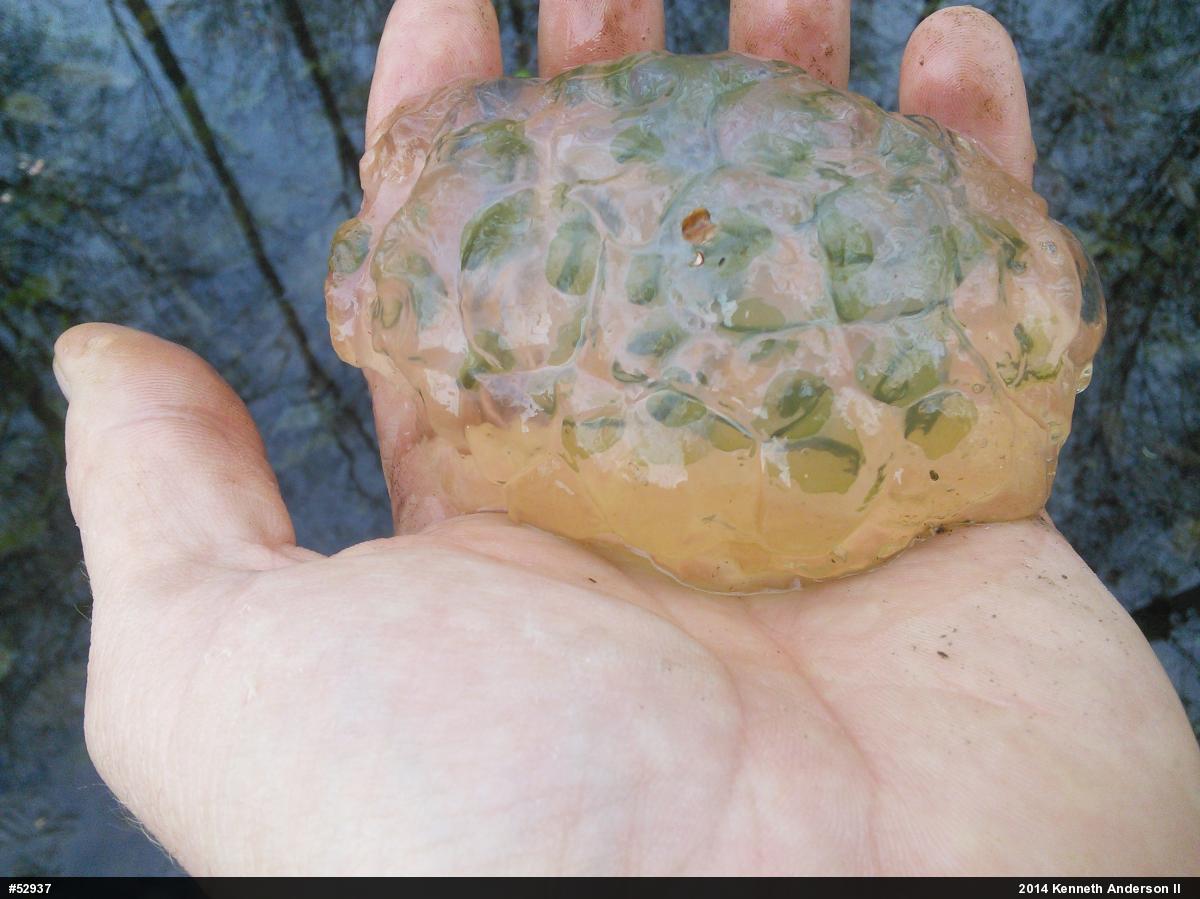 Spotted Salamander