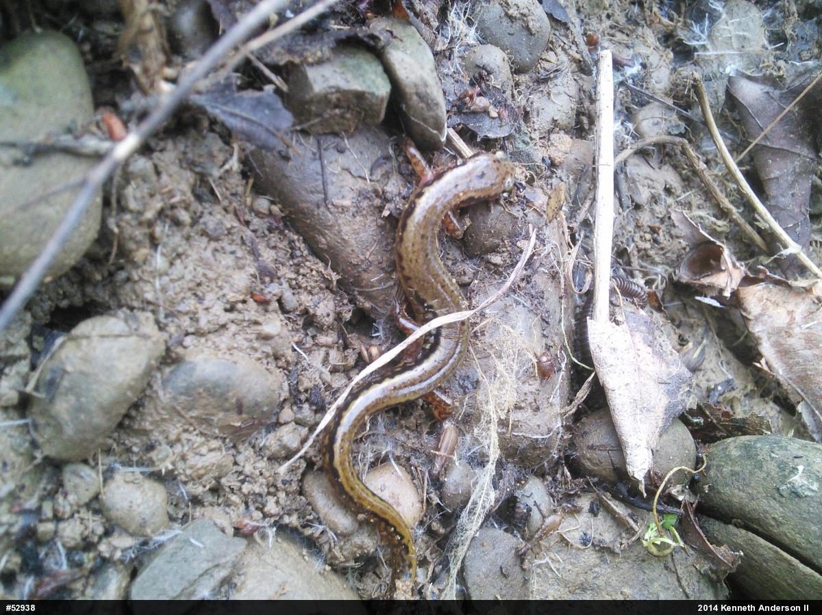 Northern Two-lined Salamander