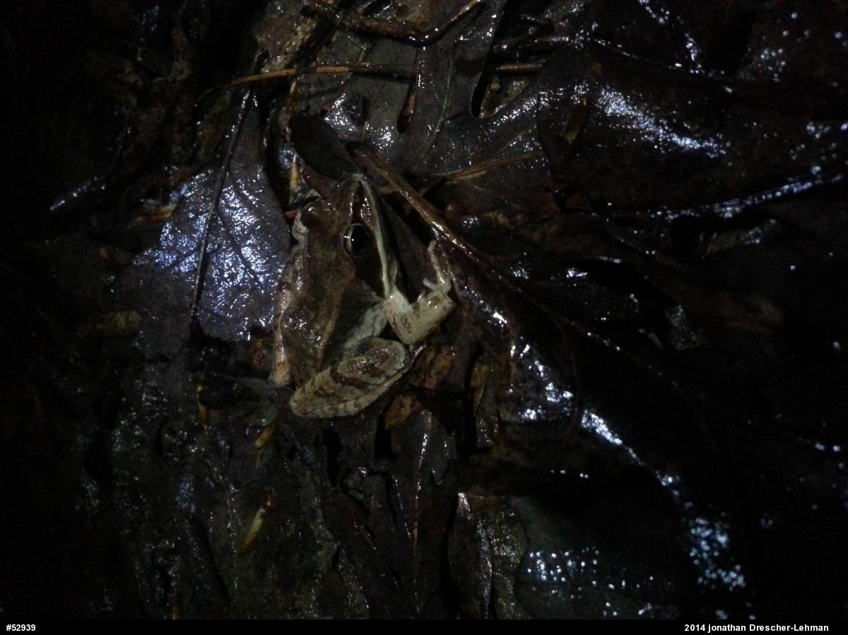 Wood Frog