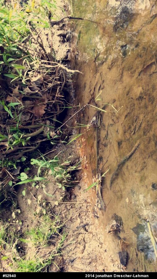Eastern American Toad