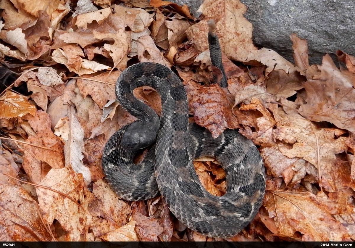 Timber Rattlesnake
