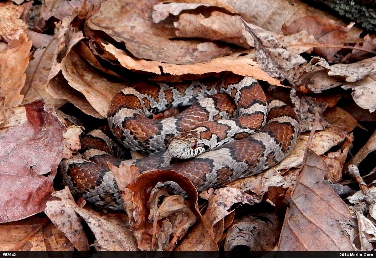 Eastern Milksnake