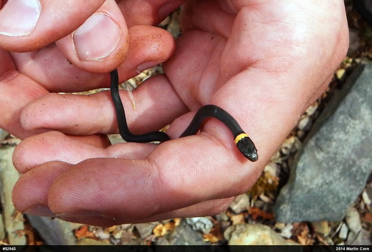 Northern Ring-necked Snake
