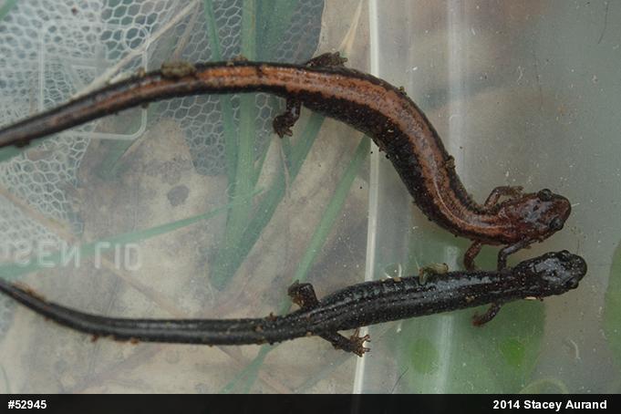 Eastern Red-backed  Salamander