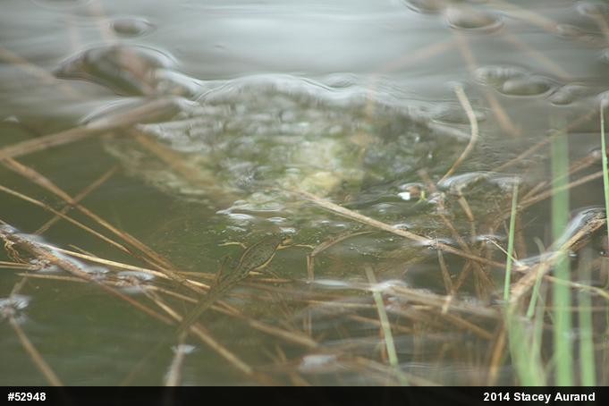 Red-spotted Newt