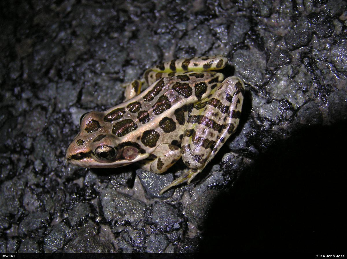 Pickerel Frog