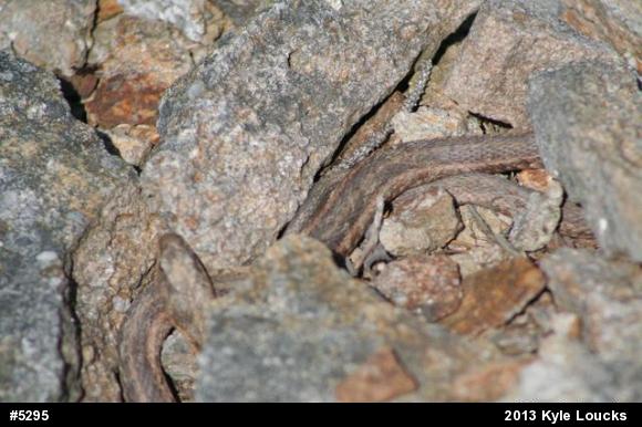 Eastern Gartersnake