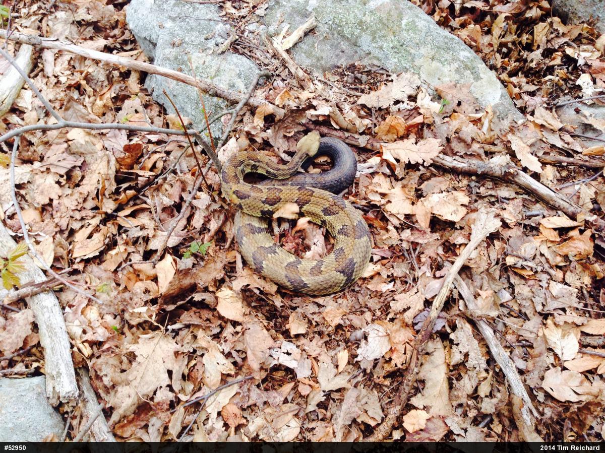 Timber Rattlesnake