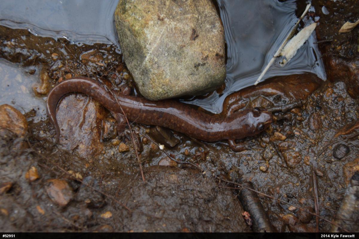 Northern Spring Salamander