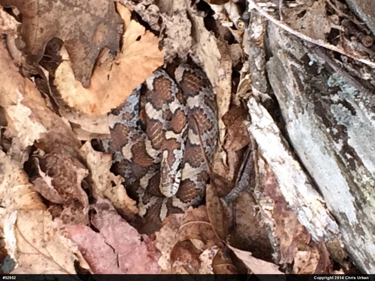 Eastern Milksnake
