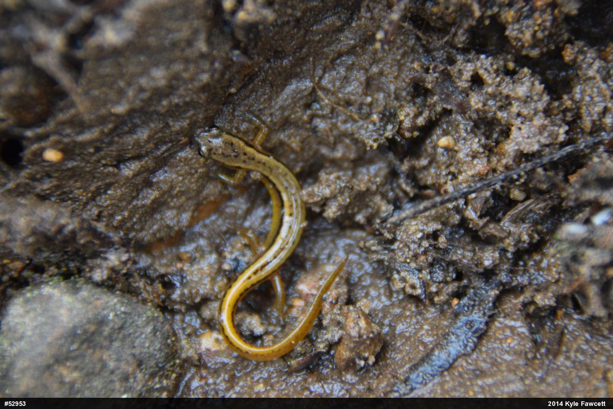 Northern Two-lined Salamander