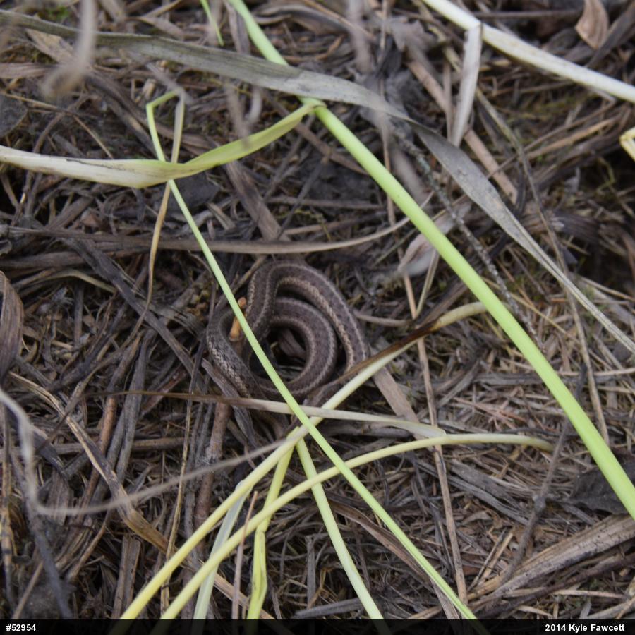 Eastern Gartersnake