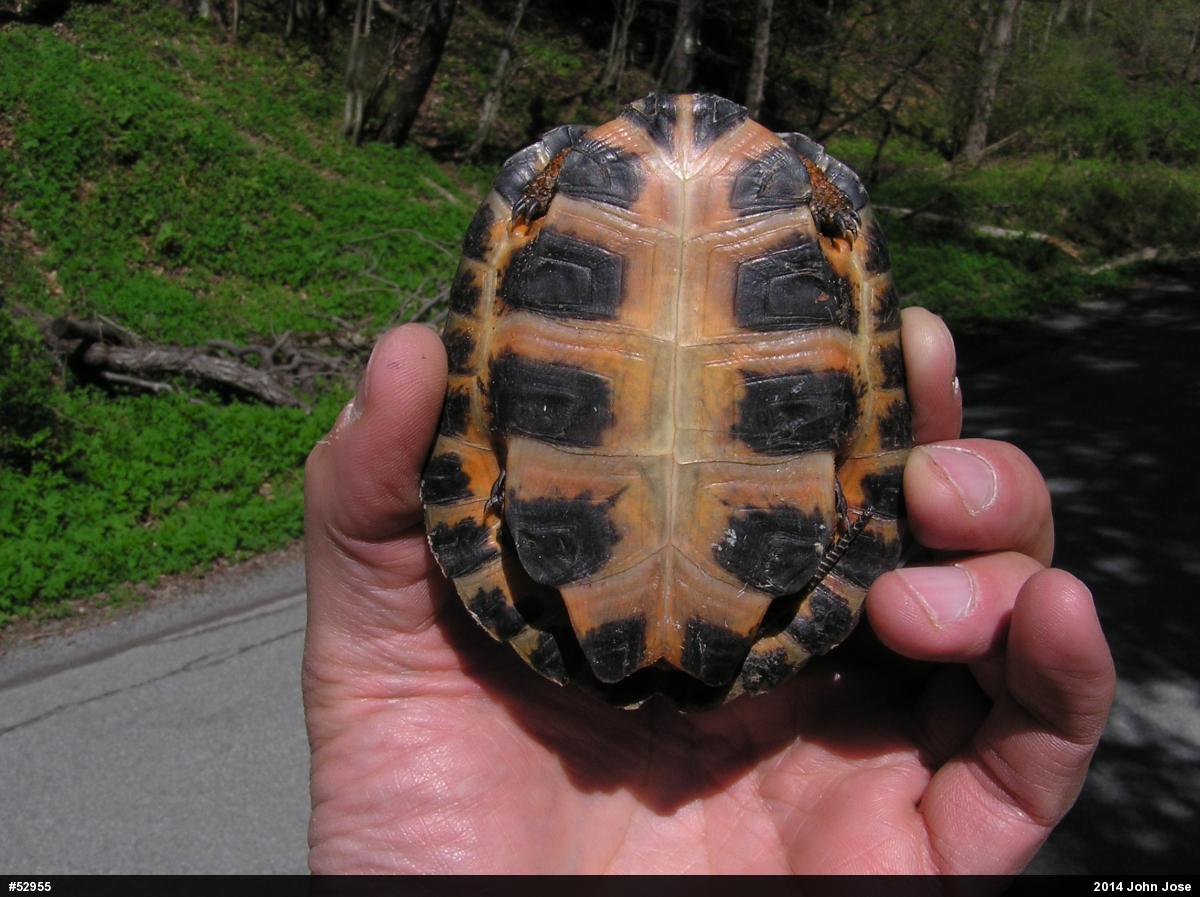 Wood Turtle