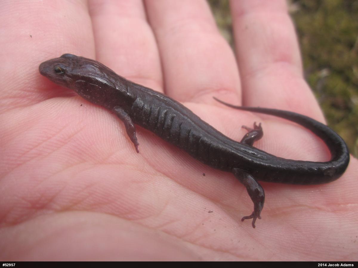 Allegheny Mountain Dusky Salamander