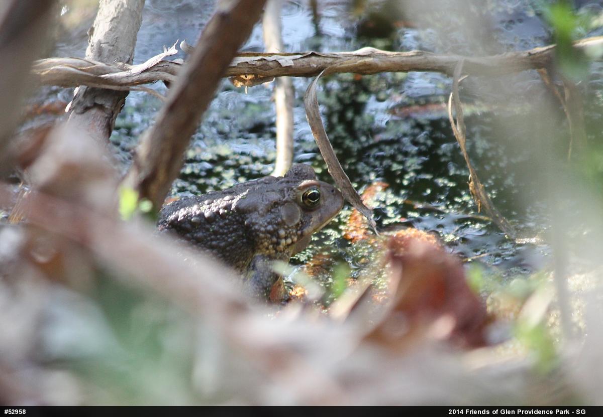 Eastern American Toad