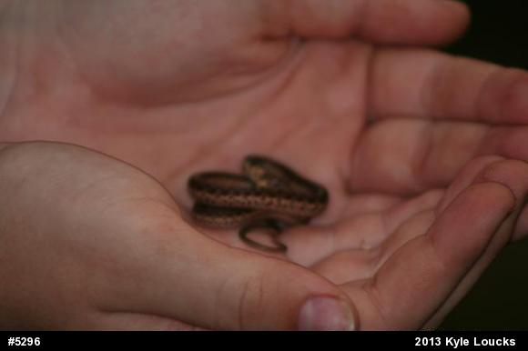 Eastern Gartersnake