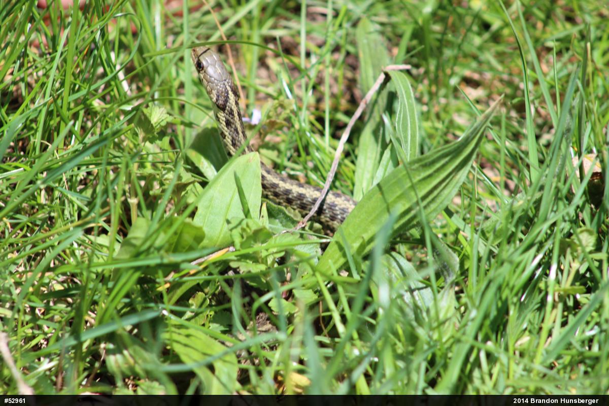 Eastern Gartersnake
