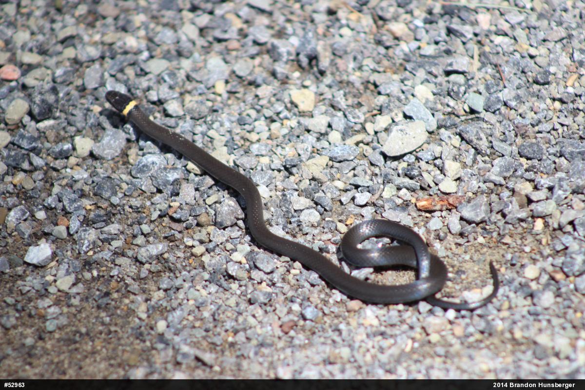 Northern Ring-necked Snake