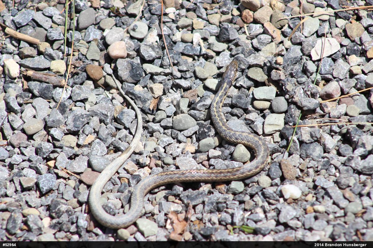 Eastern Gartersnake