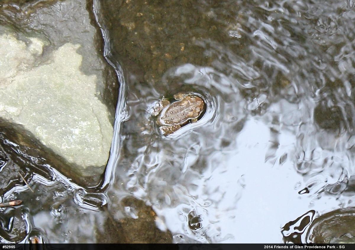 Eastern American Toad
