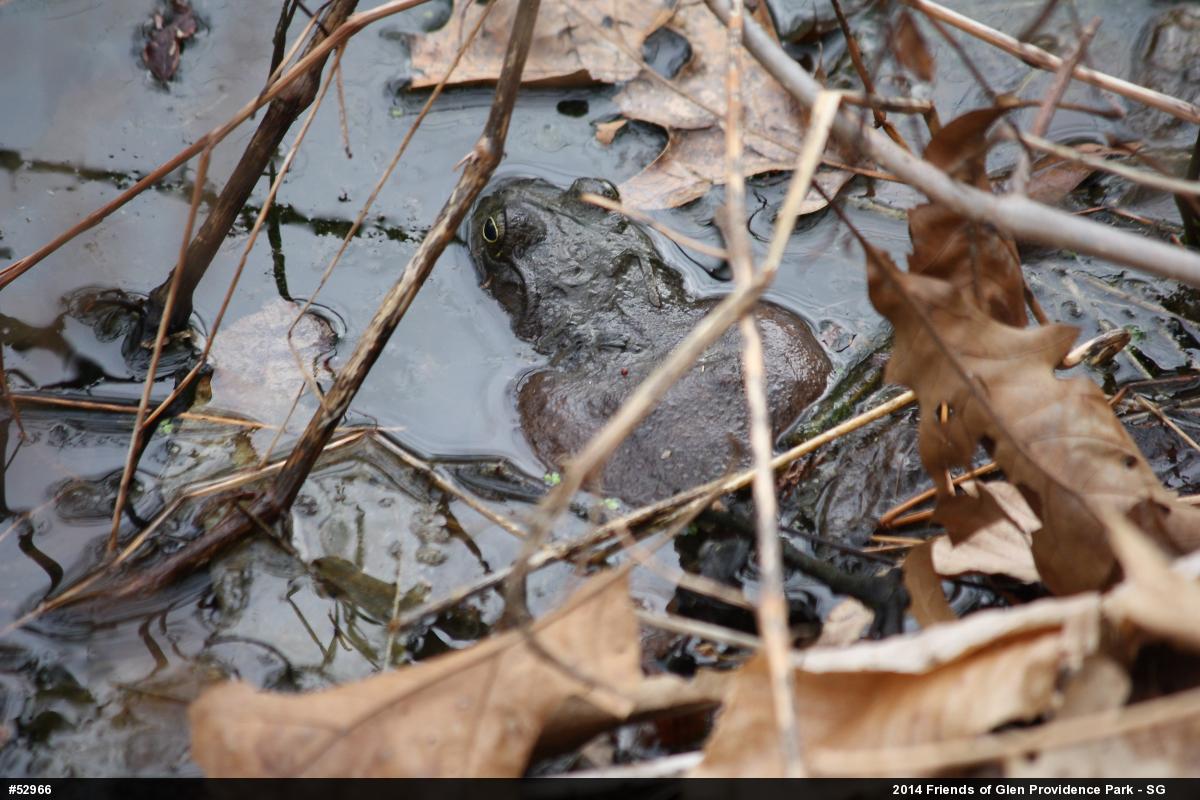 American Bullfrog