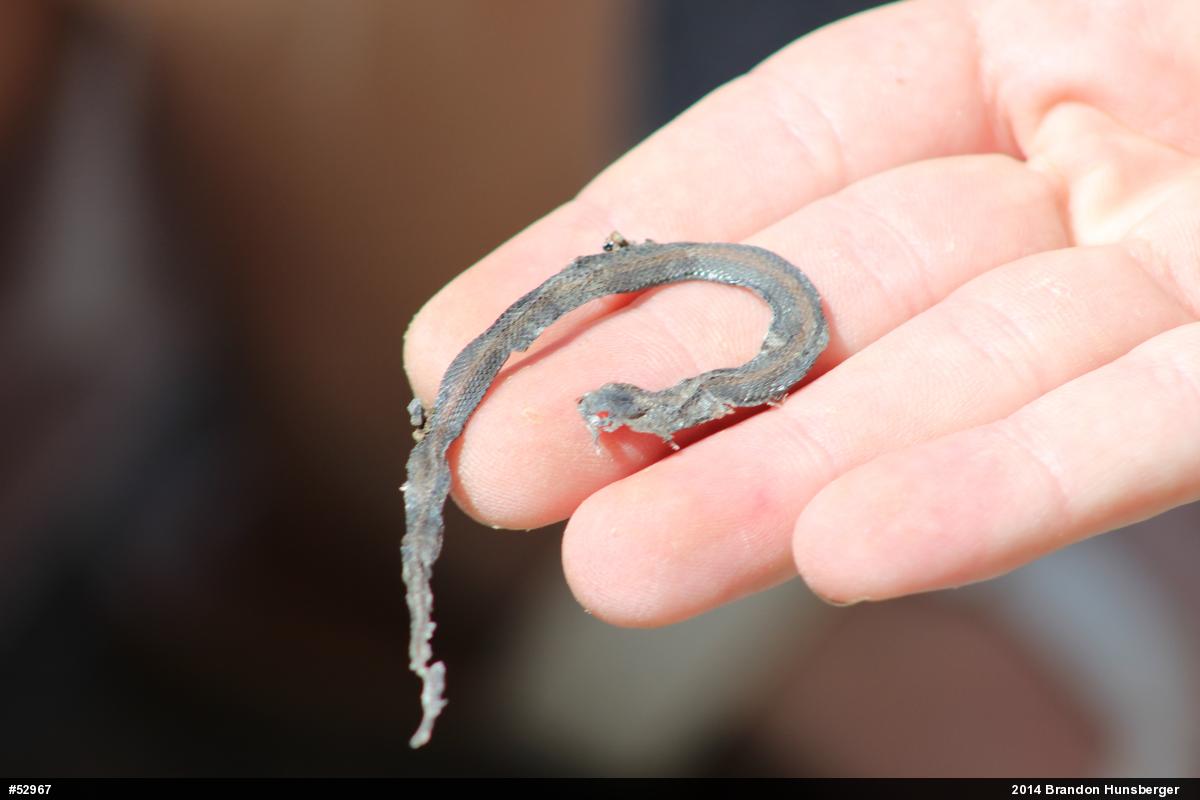 Red-bellied Snake