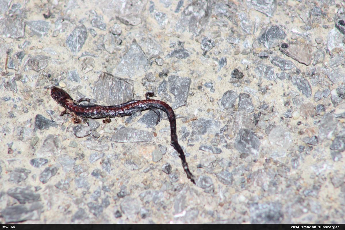 Eastern Red-backed  Salamander