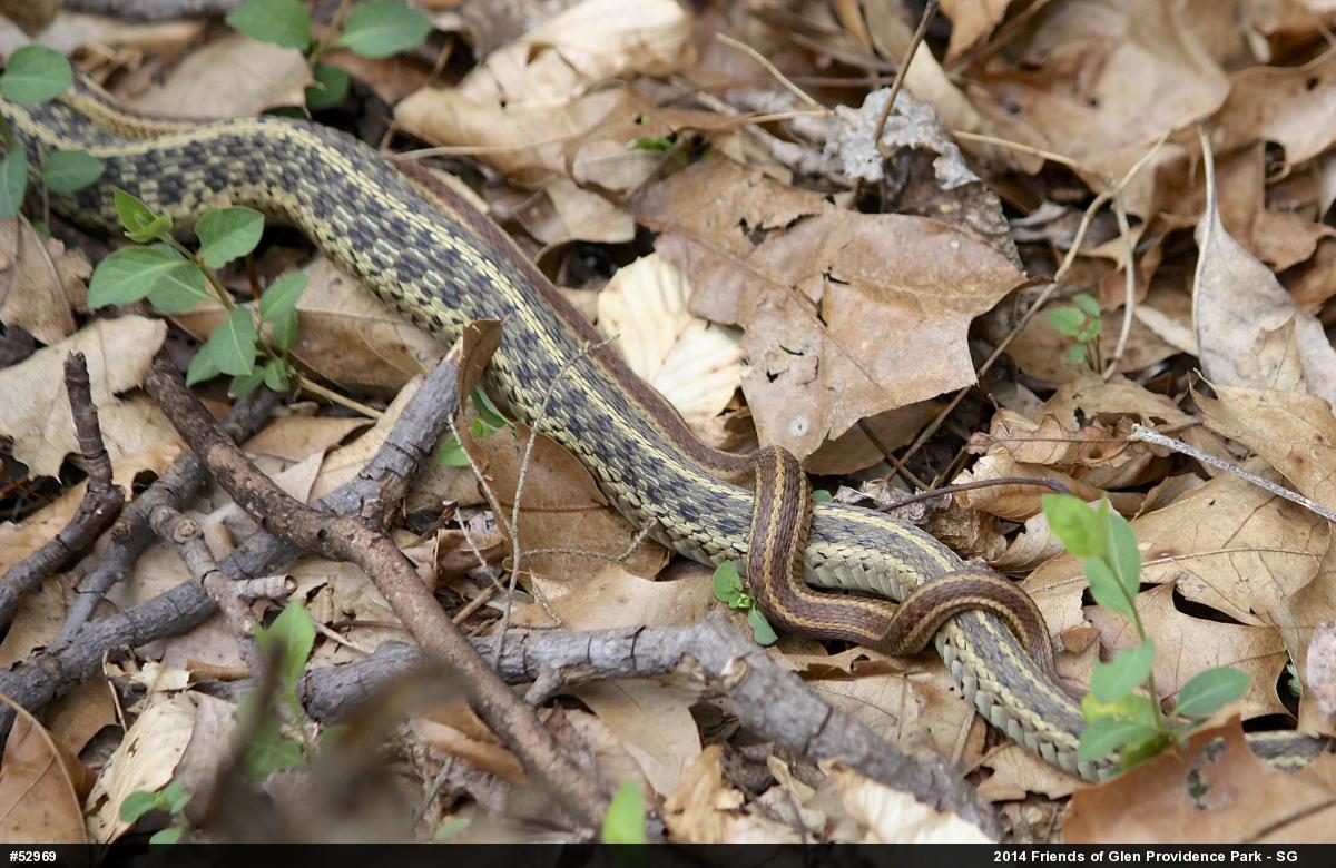 Eastern Gartersnake