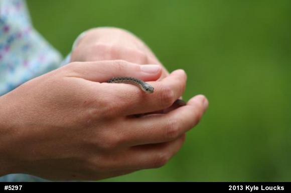 Eastern Gartersnake