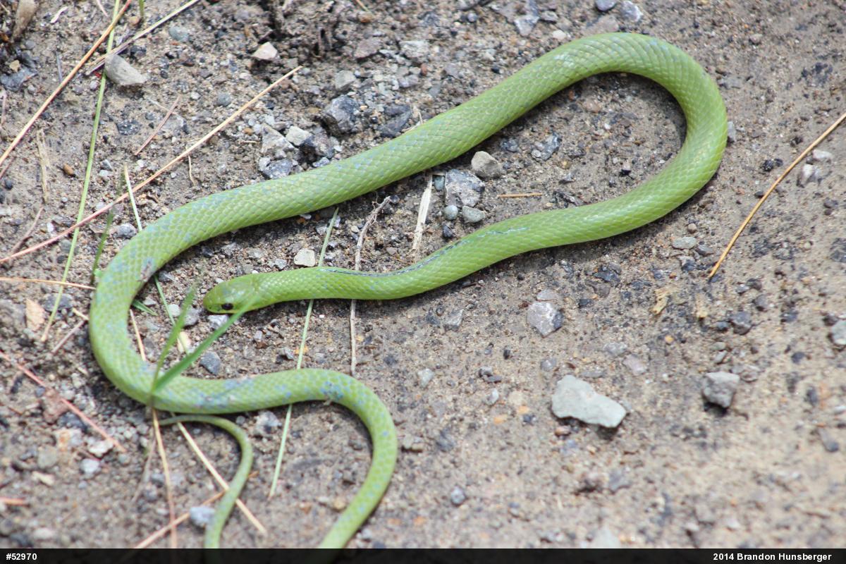 Smooth Greensnake