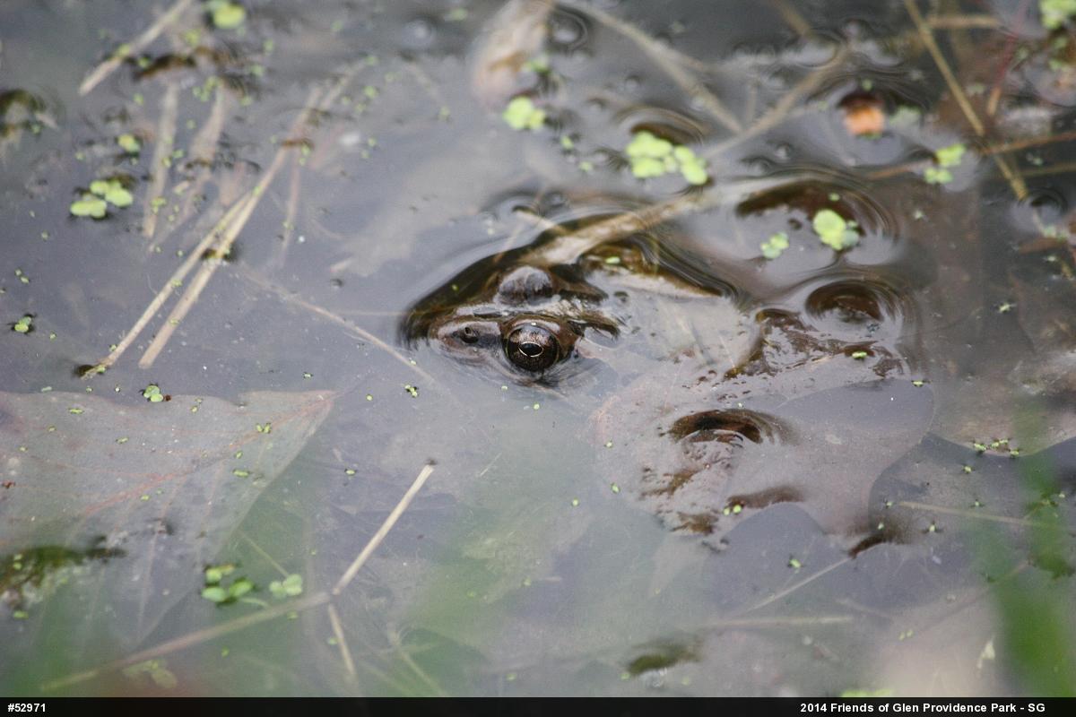 Pickerel Frog