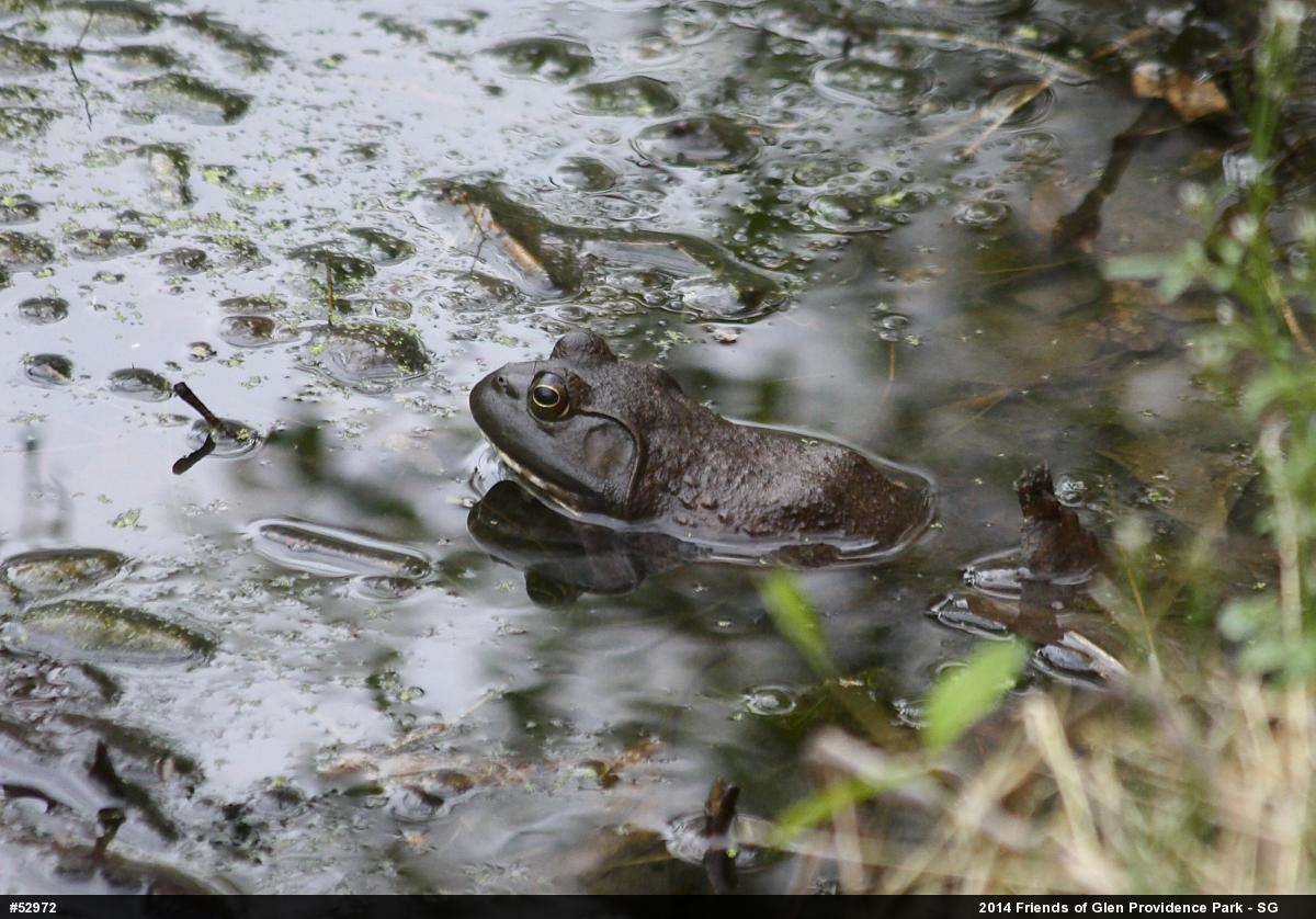 American Bullfrog