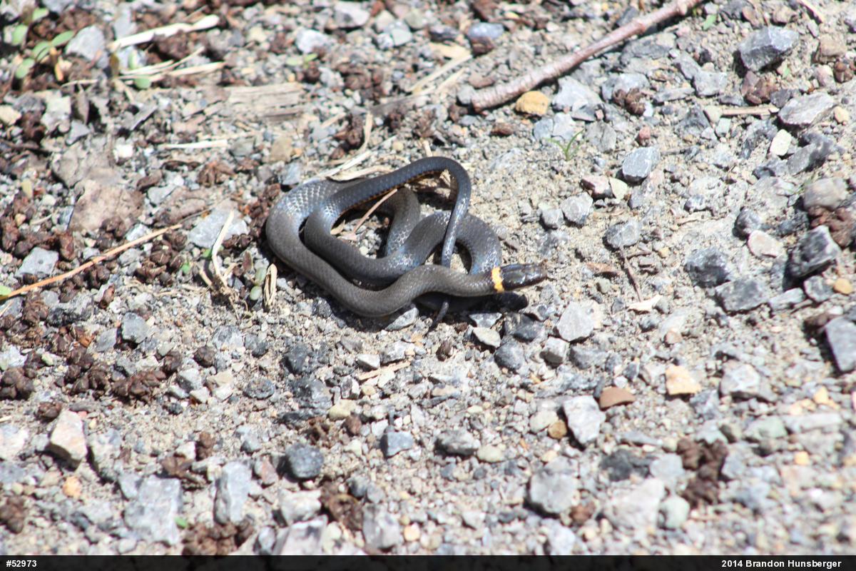 Northern Ring-necked Snake