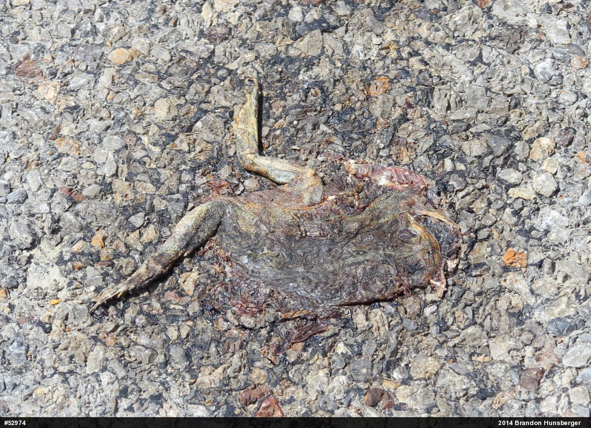 True Toads