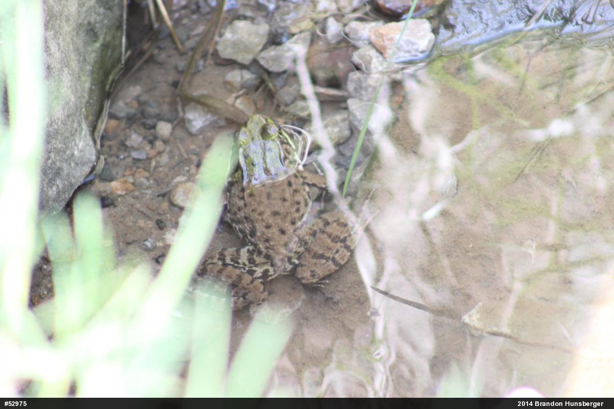 Green Frog