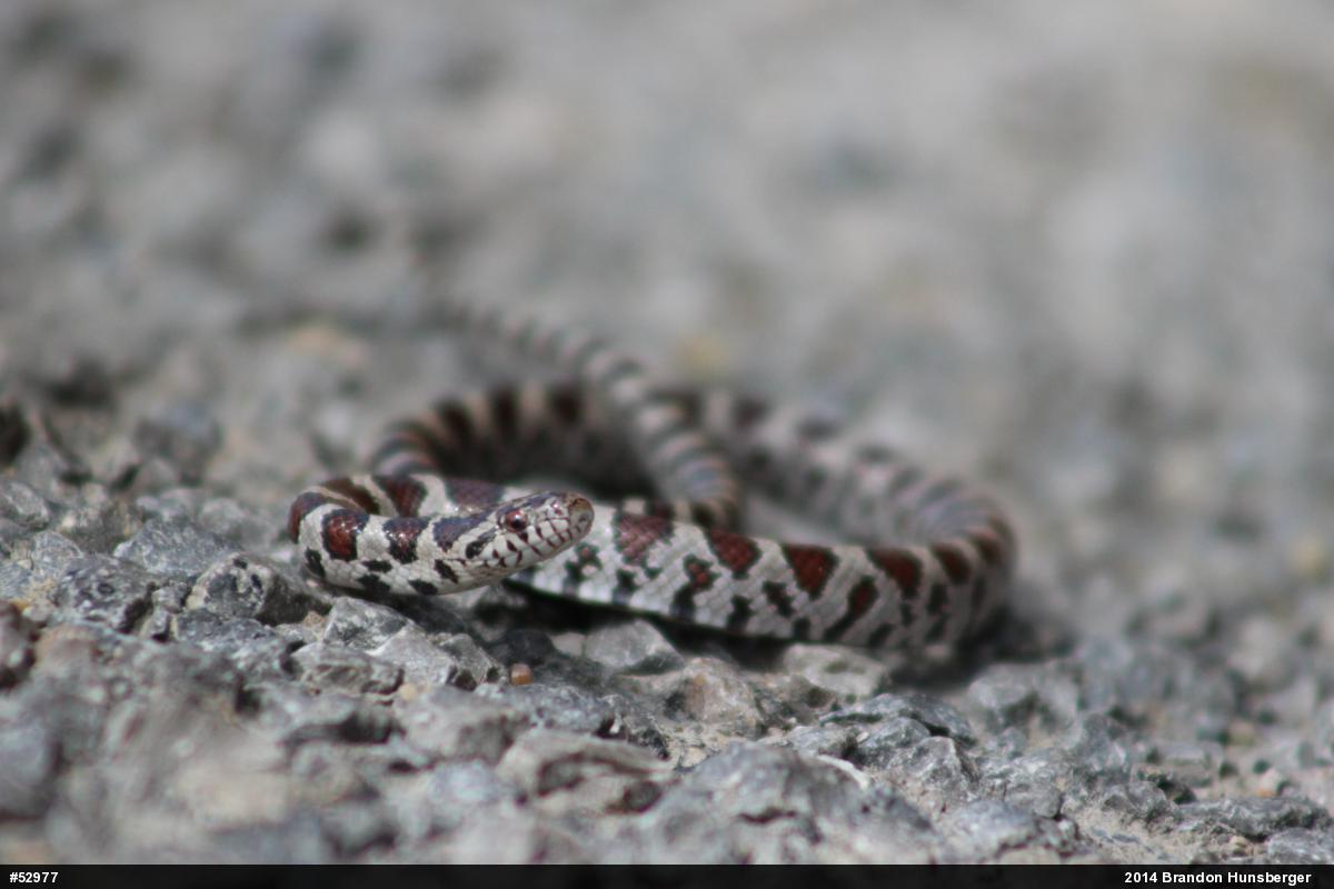 Eastern Milksnake