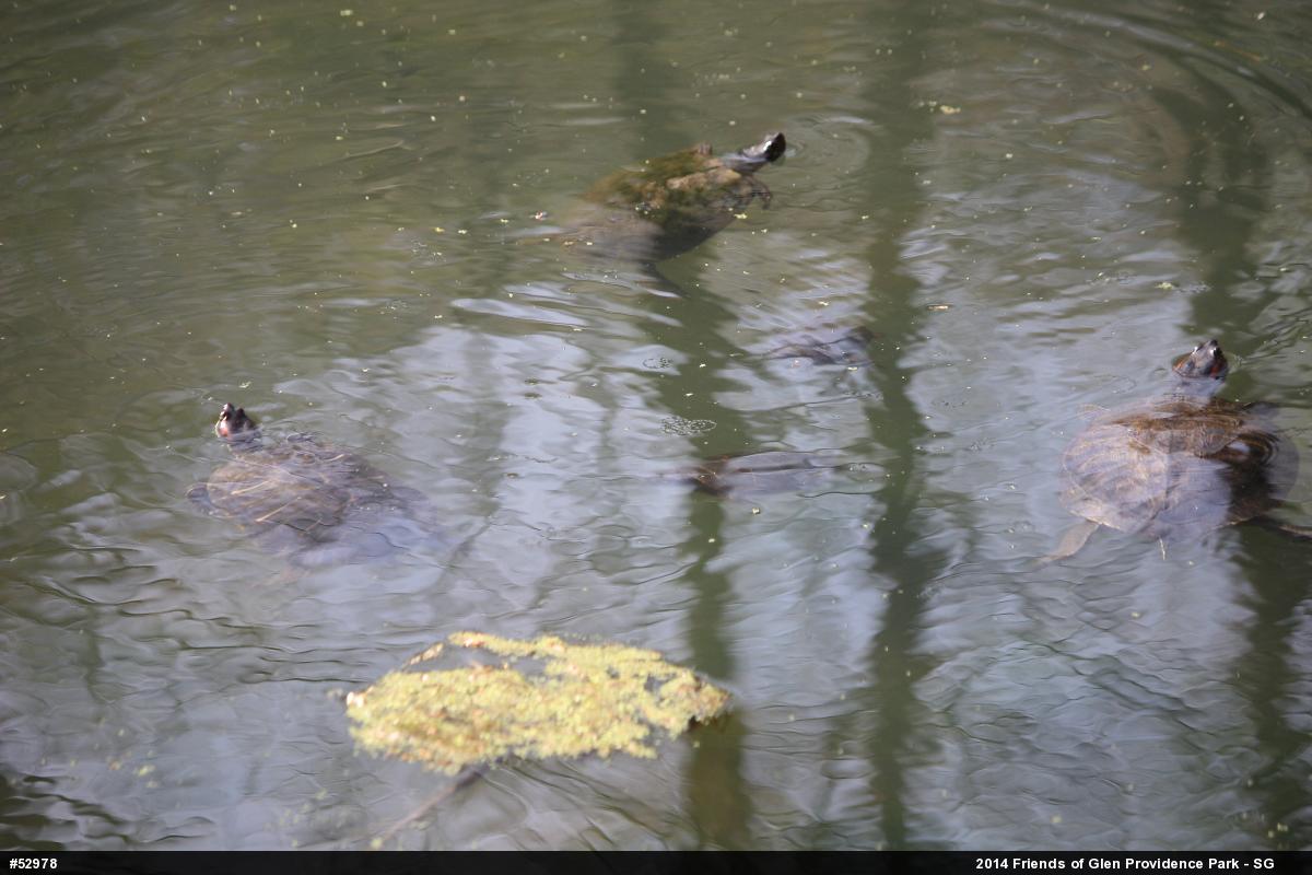 Red-eared Slider