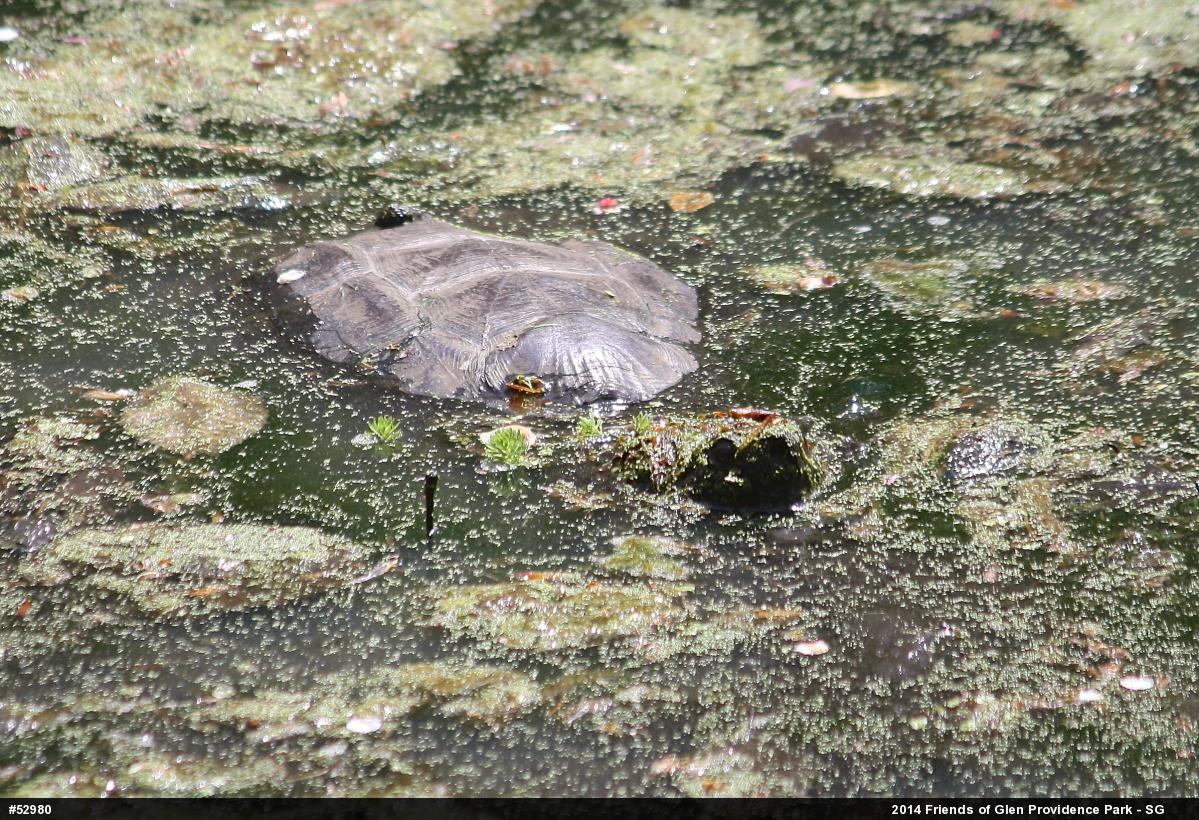 Snapping Turtle