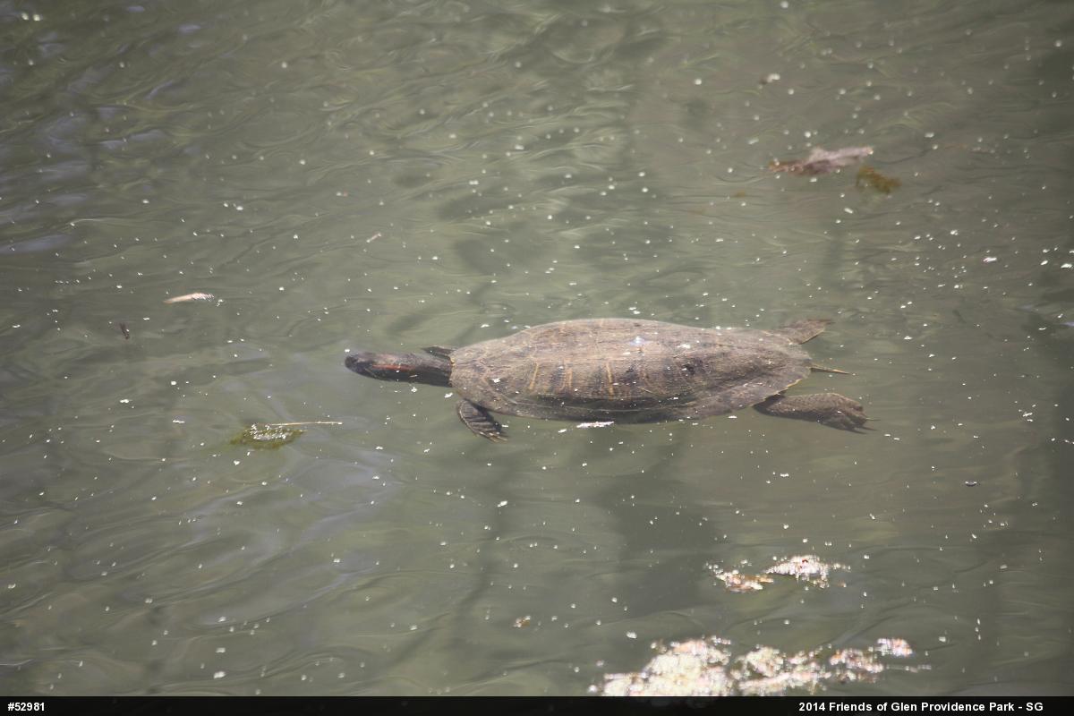 Red-eared Slider