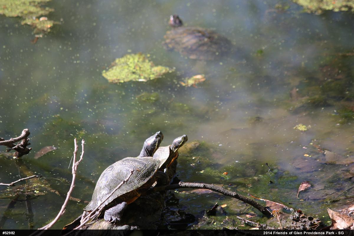 Red-eared Slider