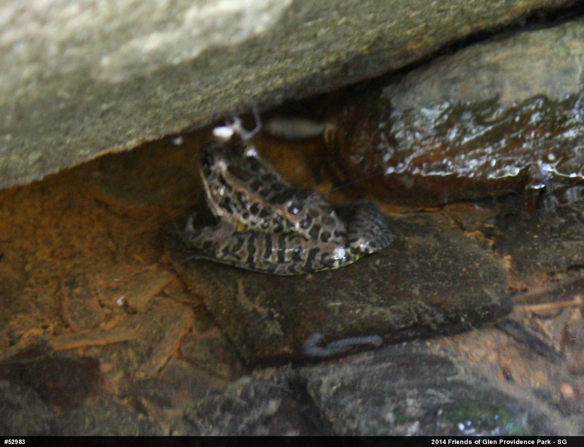 Pickerel Frog