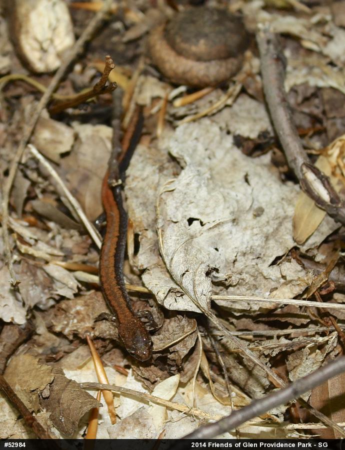 Eastern Red-backed  Salamander
