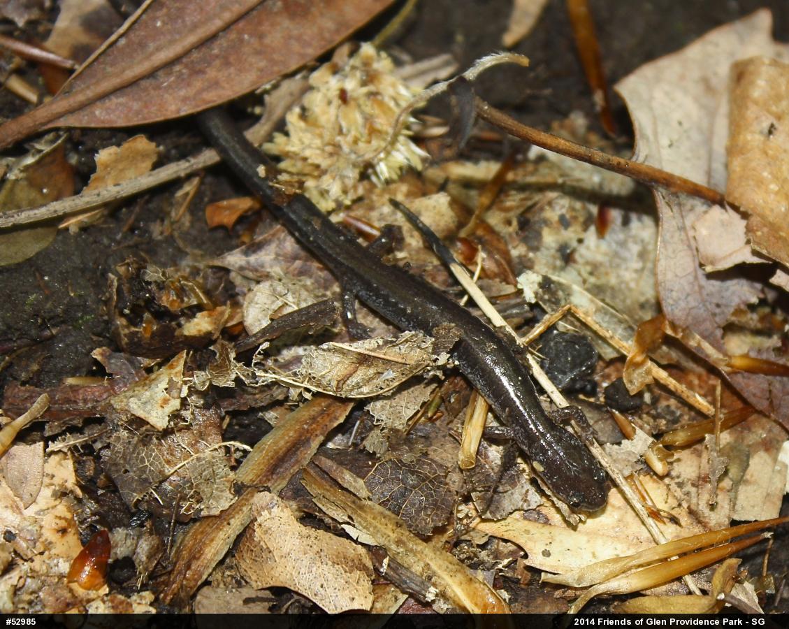 Eastern Red-backed  Salamander