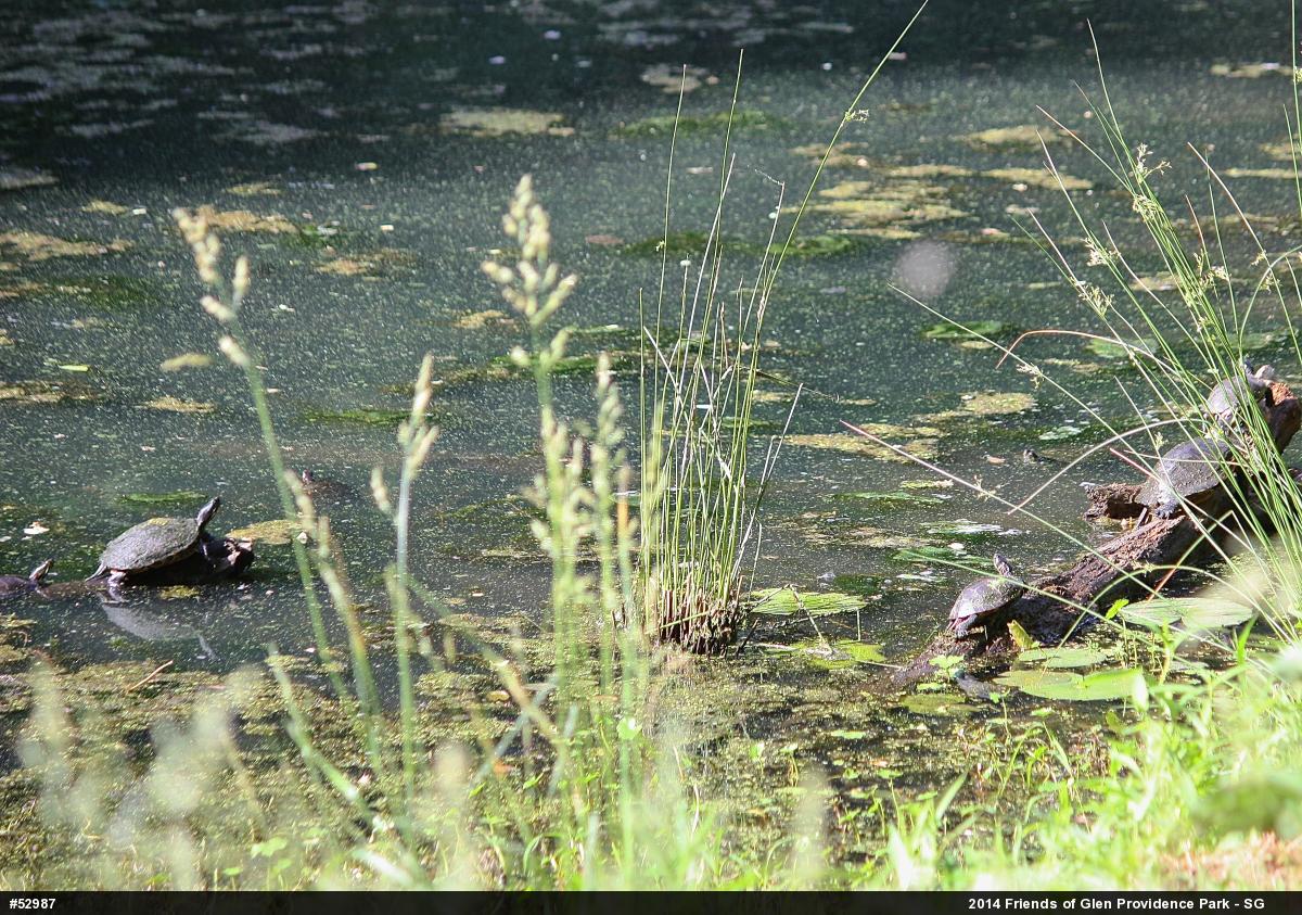 Painted Turtle