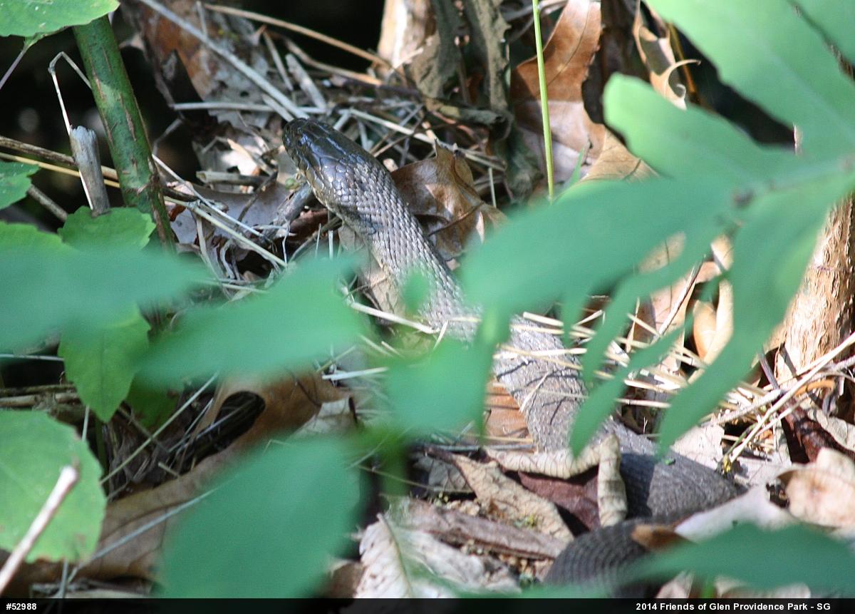 Northern Watersnake