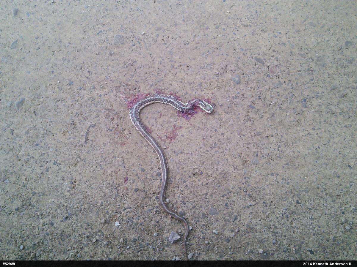 Eastern Gartersnake